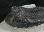 Bargain Hollardops Trilobite - long #7962-2
